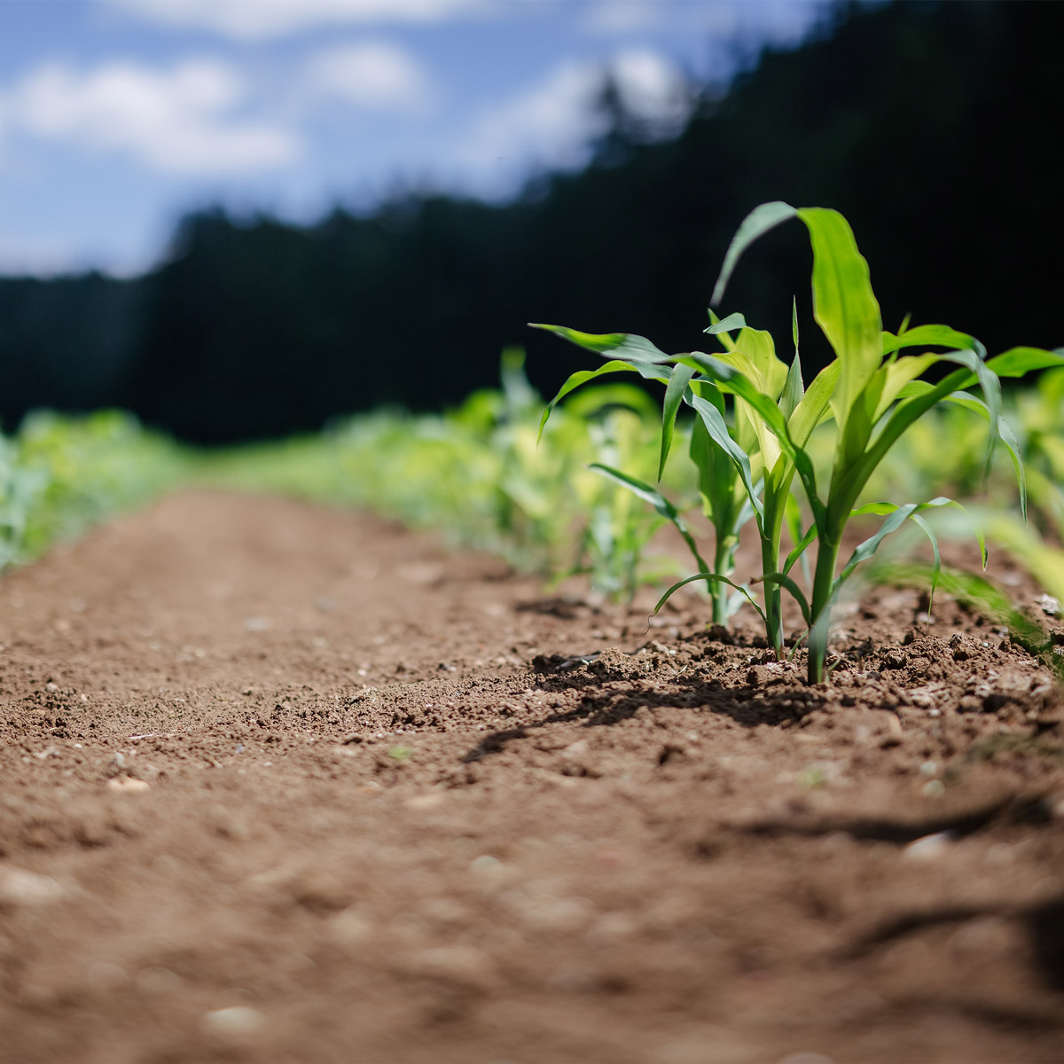 close up image of corn field starting to grow after tkm materials hauled fertilizer